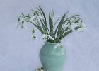 Linda Jackson_Snowdrops.jpg